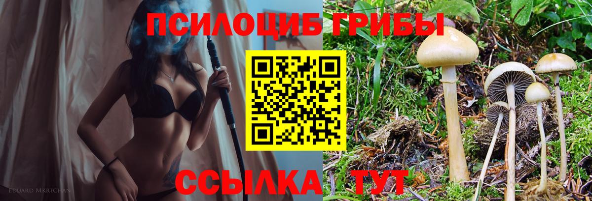Можга  Галлюциногенные грибы Cubensis  Вход с VPN 